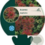 Acaena magellanica GM P9