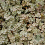 Acaena microphylla GM P9