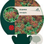 Acaena microphylla GM P9