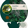 Acanthus hungaricus GM P9