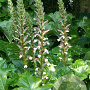 Acanthus mollis GM P9
