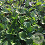 Acanthus mollis GM P9