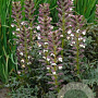 Acanthus mollis 'Latifolius' GM P9