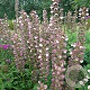 Acanthus 'Morning's Candle' GM P9