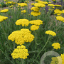 Achillea 'Coronation Gold' GM P9