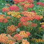 Achillea 'Feuerland' GM P9