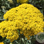 Achillea filipendulina GM P9