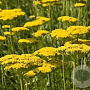 Achillea fil. 'Gold Plate' GM P9