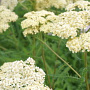 Achillea 'Hella Glashof' GM P9