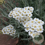 Achillea kellereri GM P9