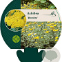 Achillea 'Moonshine' GM P9