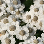 Achillea ptarmica 'Major' GM P9