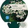 Achillea ptarmica 'Nana Compacta' GM P9