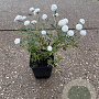 Achillea ptarmica 'The Pearl' GM P9