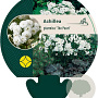 Achillea ptarmica 'The Pearl' GM P9
