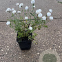 Achillea ptarmica 'The Pearl' GM P9