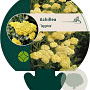 Achillea 'Taygetea' GM P9