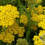 Achillea tomentosa GM P9