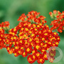 Achillea 'Walther Funcke' GM P9