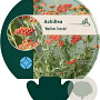 Achillea 'Walther Funcke' GM P9