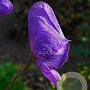 Aconitum carmichaelii wilsonii GM P9