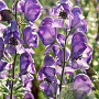 Aconitum napellus GM P9