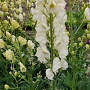 Aconitum napellus 'Album' GM P9