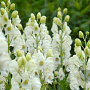Aconitum napellus 'Schneewittchen' GM P9