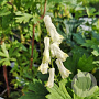 Aconitum septentrionale 'Ivorine' GM P9