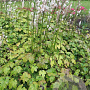 Actaea japonica 'Cheju-do' GM P9