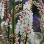 Actaea japonica 'Cheju-do' GM P9