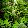 Actaea pachypoda GM P9