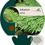 Adiantum pedatum GM P9