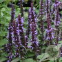 Agastache 'After Eight' GM P9