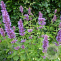 Agastache 'Blue Boa' GM P9