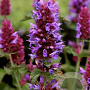 Agastache 'Globetrotter' GM P9