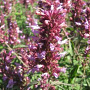 Agastache 'Linda' GM P9