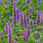 Agastache rugosa GM P9