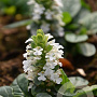 Ajuga reptans 'Alba' GM P9