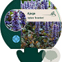 Ajuga reptans 'Braunherz' GM P9