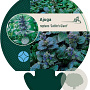 Ajuga reptans 'Catlin's Giant' GM P9