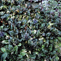 Ajuga reptans 'Multicolor' GM P9