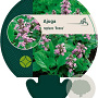 Ajuga reptans 'Rosea' GM P9
