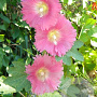 Alcea ficifolia GM P9