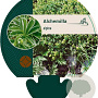 Alchemilla alpina GM P9
