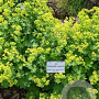 Alchemilla epipsila GM P9