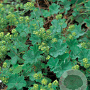 Alchemilla erythropoda GM P9