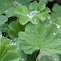 Alchemilla mollis GM P9