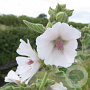 Althaea officinalis GM P9