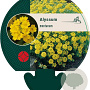 Alyssum montanum GM P9